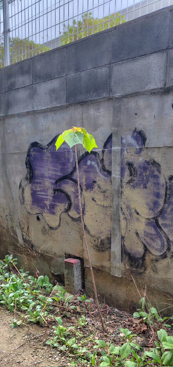 つい、バックの汚い落書きに目がいってしまうけど・・・枝も出さず潔く茎(幹？)を伸ばして新葉をひろげた『アカメガシワ』
スタイリッシュな鉢に植え替えて、珍しい観葉植物として『一万円ぐらいで売れないかな？』と思ったりして😅🔨・・・まてよ、もう少し茎を曲げて変化を持たせたほうが・・・🤔🔨