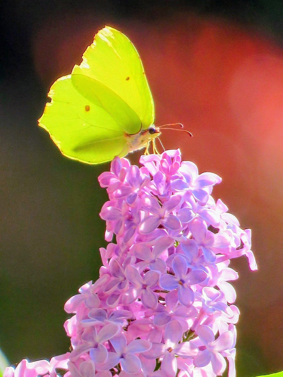 albeandrea's tweet photo. Un mio fortunato scatto fotografico.
#natura #farfalle #fiori https://t.co/Tbe2fMkTqd