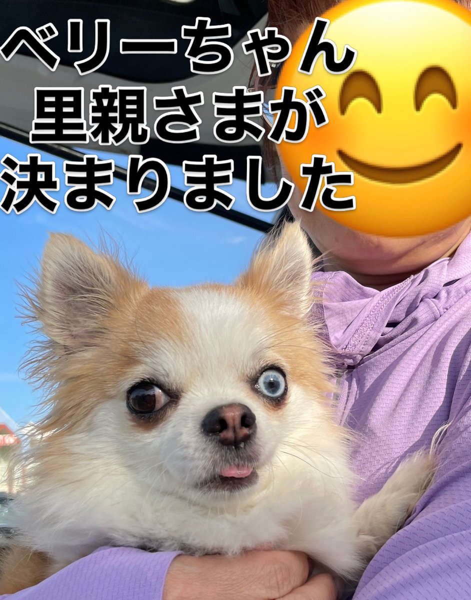 ベリーちゃん‼️ 里親さまが 決まりました＼(^^)／