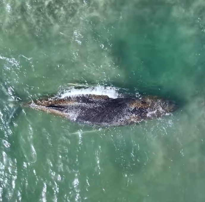 Comicschau tweet media