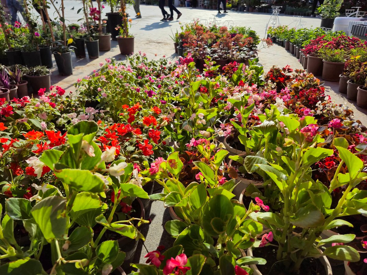 عبد الإله tweet media