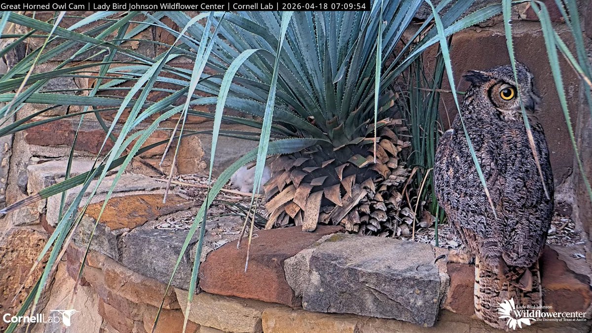 Wildflower Center Great Horned Owl Cam tweet media