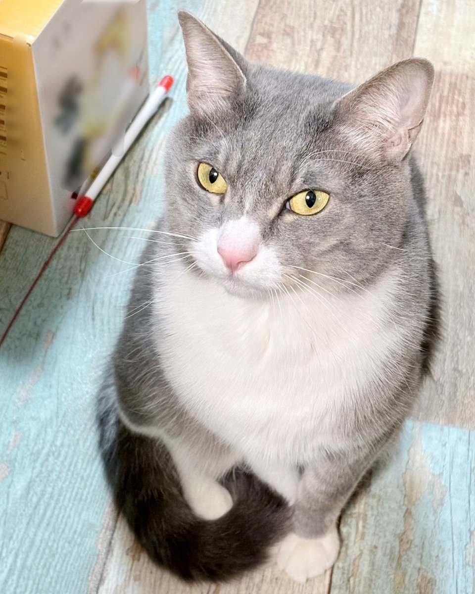 猫(もうすぐ4歳)