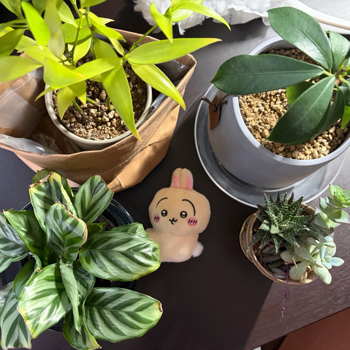 ちび丸 tweet media