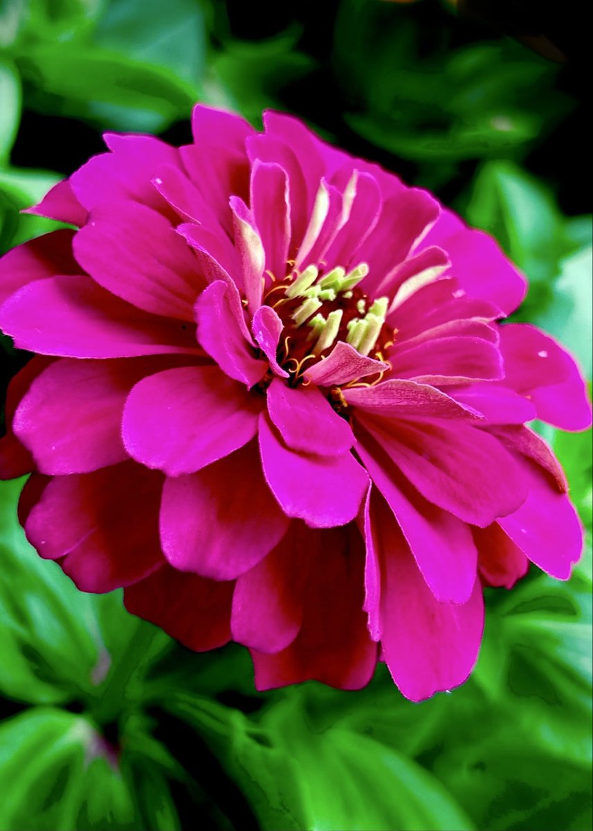 PetalWitness's tweet image. .
Petals open like a quiet yes
layer by layer 
a soft insistence of colour

the centre holds what the edges dare to become

#zinnia #gardenlight #petalpoetry #naturefocus #bloomstudy

Original writing and image — PetalWitness

Zinnia