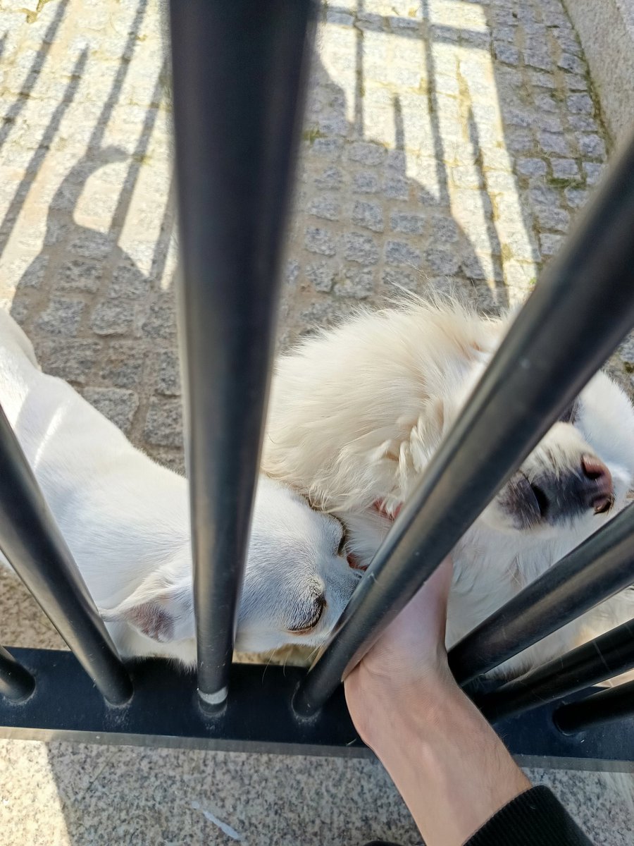 Doggy