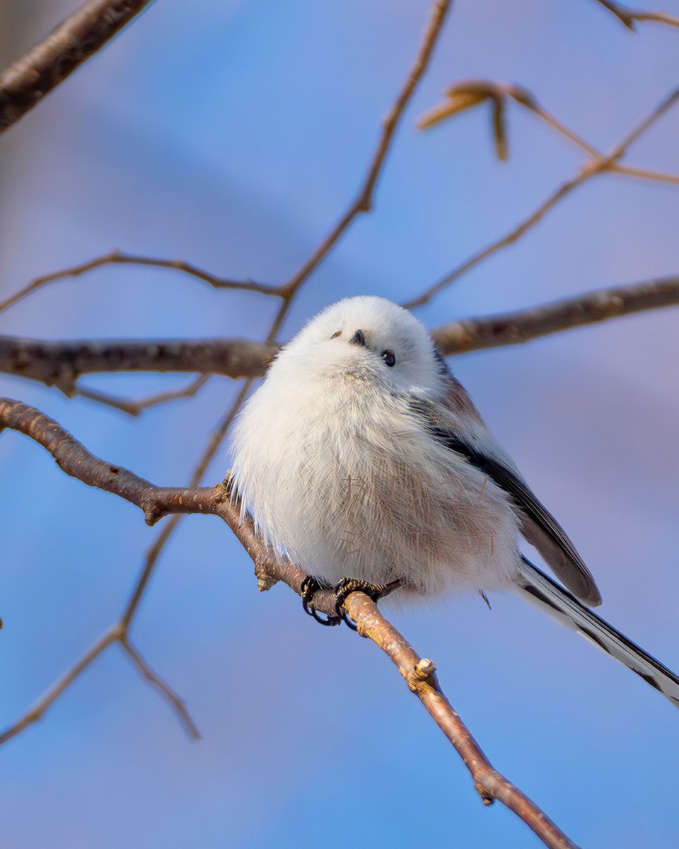 おはようシマエナガ tweet media