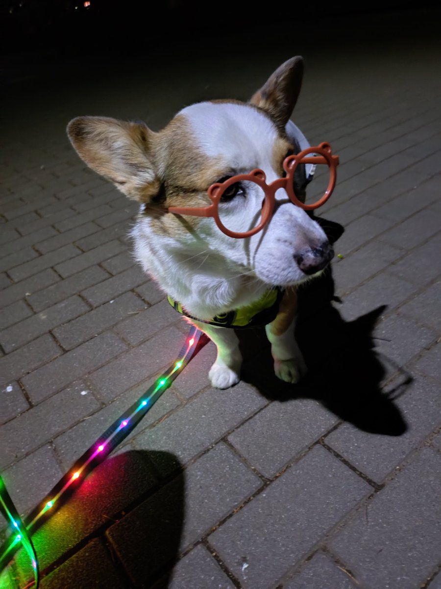 🇬🇧🐶LEO元愛犬❤️Riku今愛犬🐶 tweet media