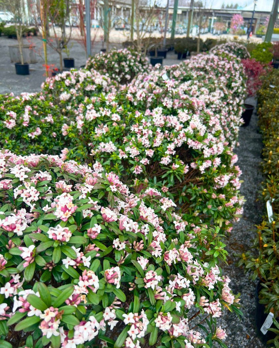 Hicks Nurseries tweet media