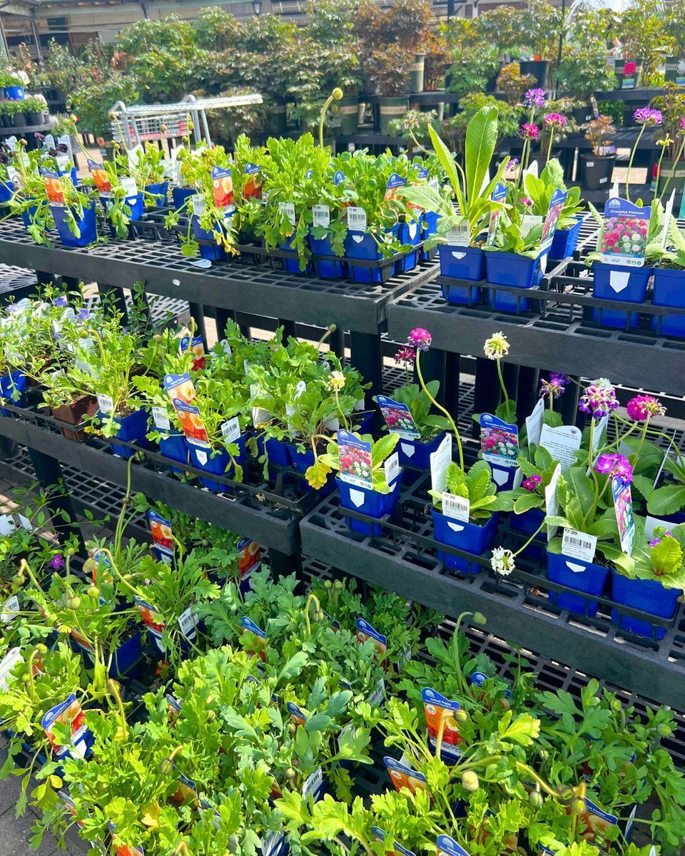 Hicks Nurseries tweet media