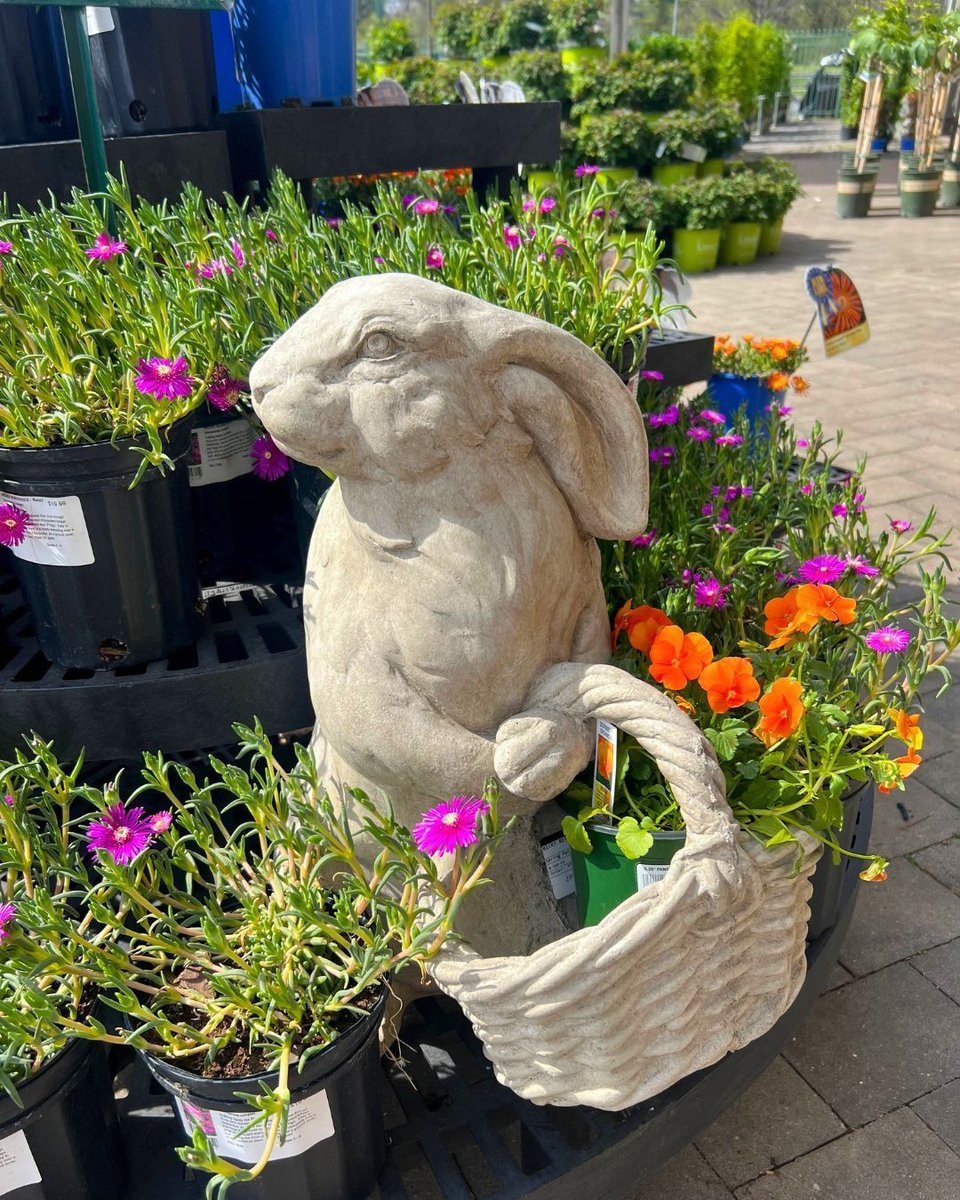 Hicks Nurseries tweet media