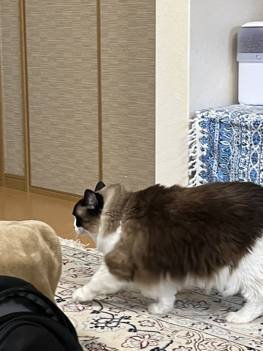 るる＆らら tweet media