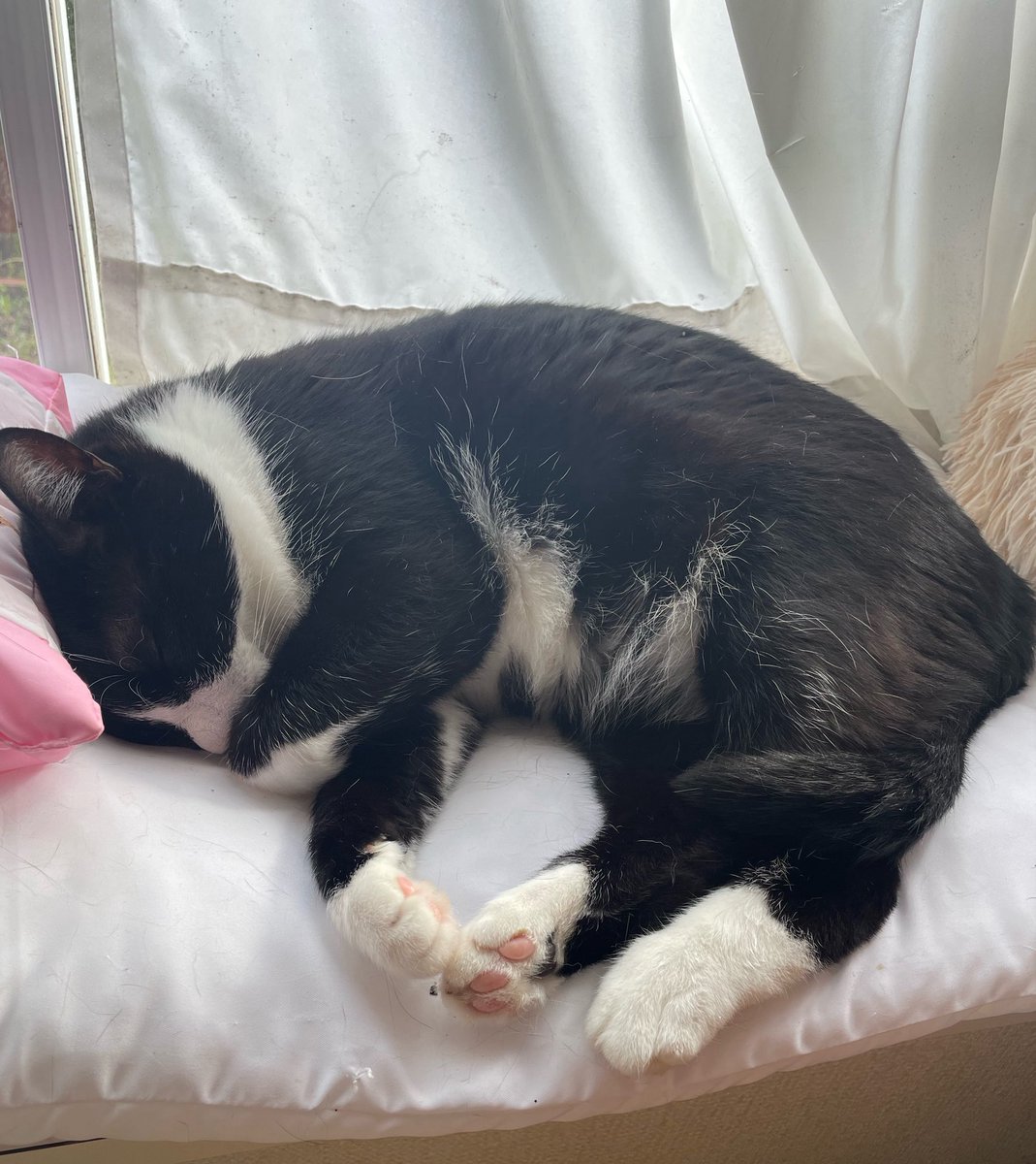 加藤たすくろ tweet media