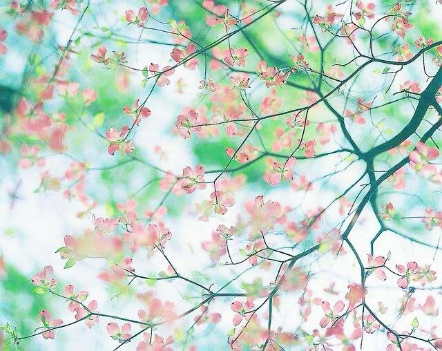 Sophie40661806's tweet photo. 淡い午後のひととき https://t.co/juCxSW7SBL