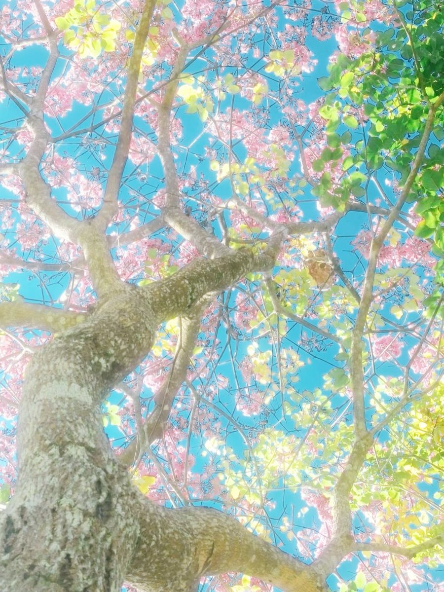 Sophie40661806's tweet photo. 淡い午後のひととき https://t.co/juCxSW7SBL