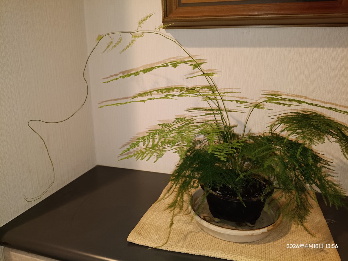 なんかすごい伸びてきた！