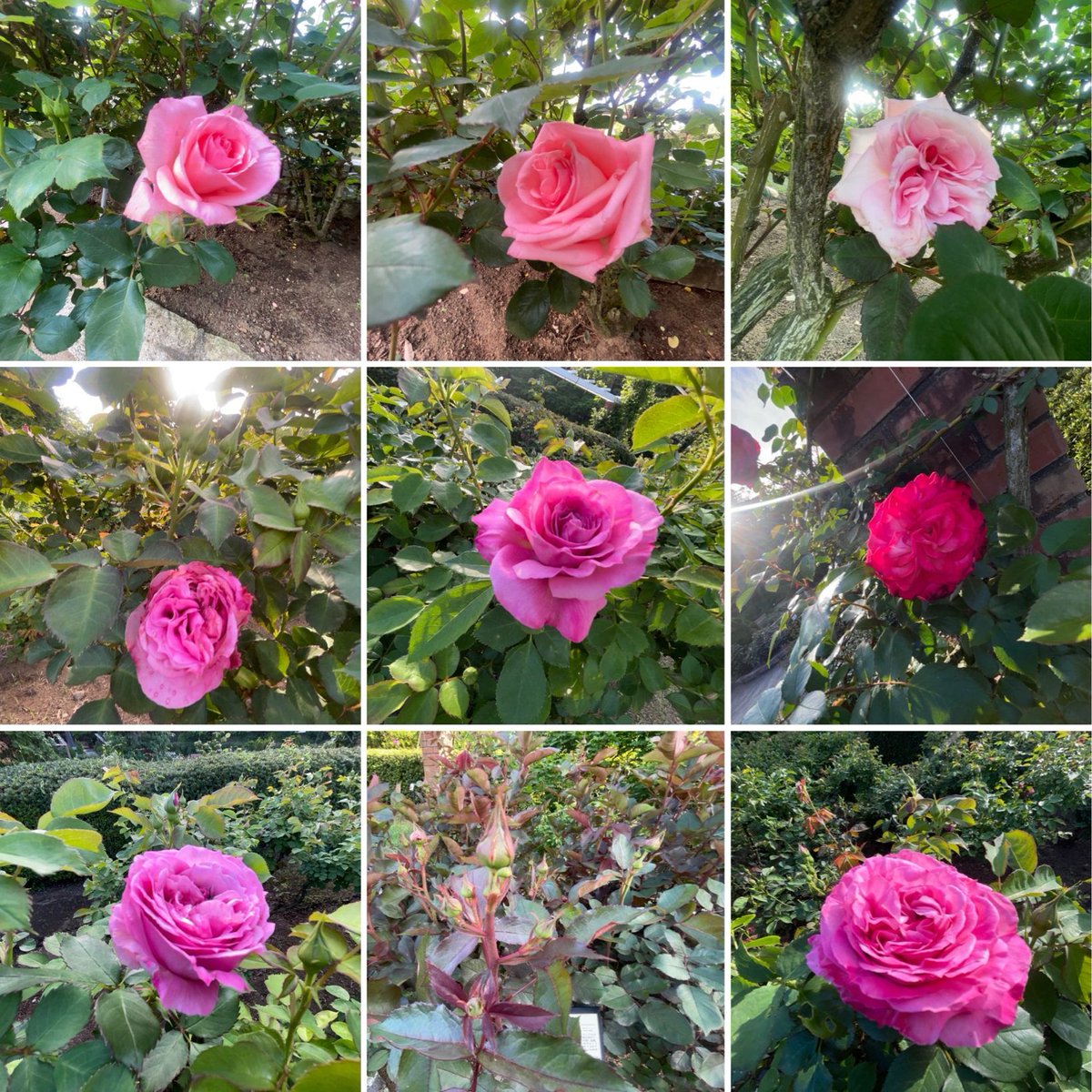 inulab's tweet image. 先走っちゃった方々

一番槍か勇み足か
先駆者か人柱か
どっちでも行動できたらもう偉いと思う

#薔薇 #バラ #rose #花 #flowers 
#ジョギング #ランニング #jogging #running