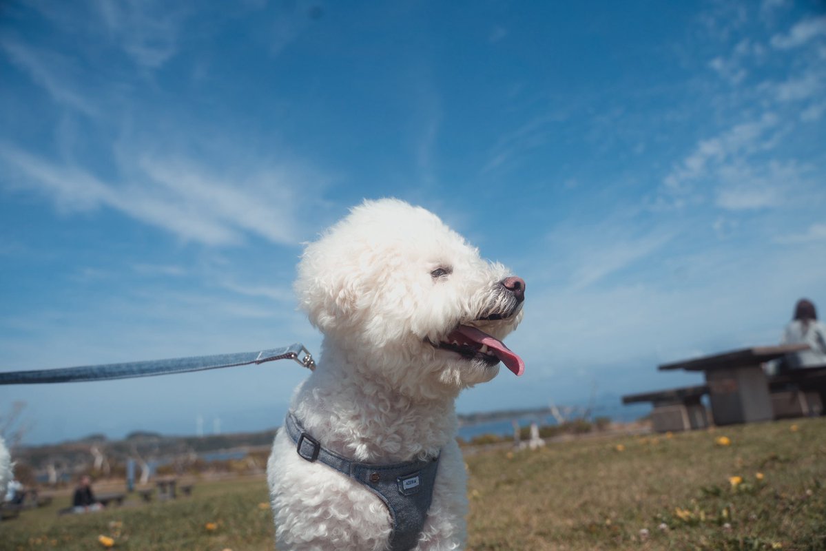 瀬川 千鶴 Chizuru Segawa tweet media