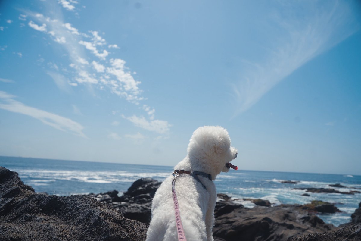 瀬川 千鶴 Chizuru Segawa tweet media