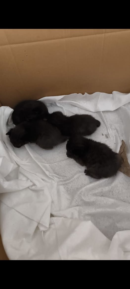 yolanda schultes tweet media