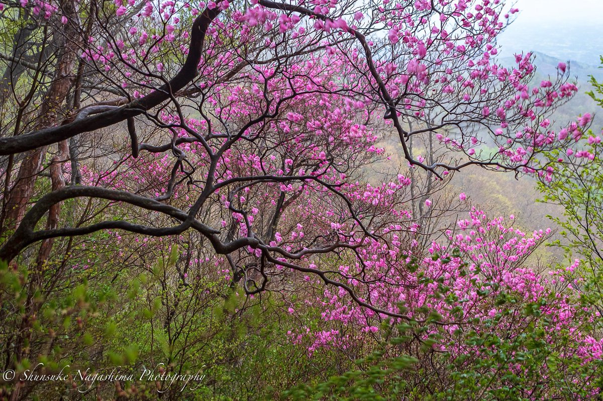 写真家・永島俊介 Shunsuke Nagashima tweet media