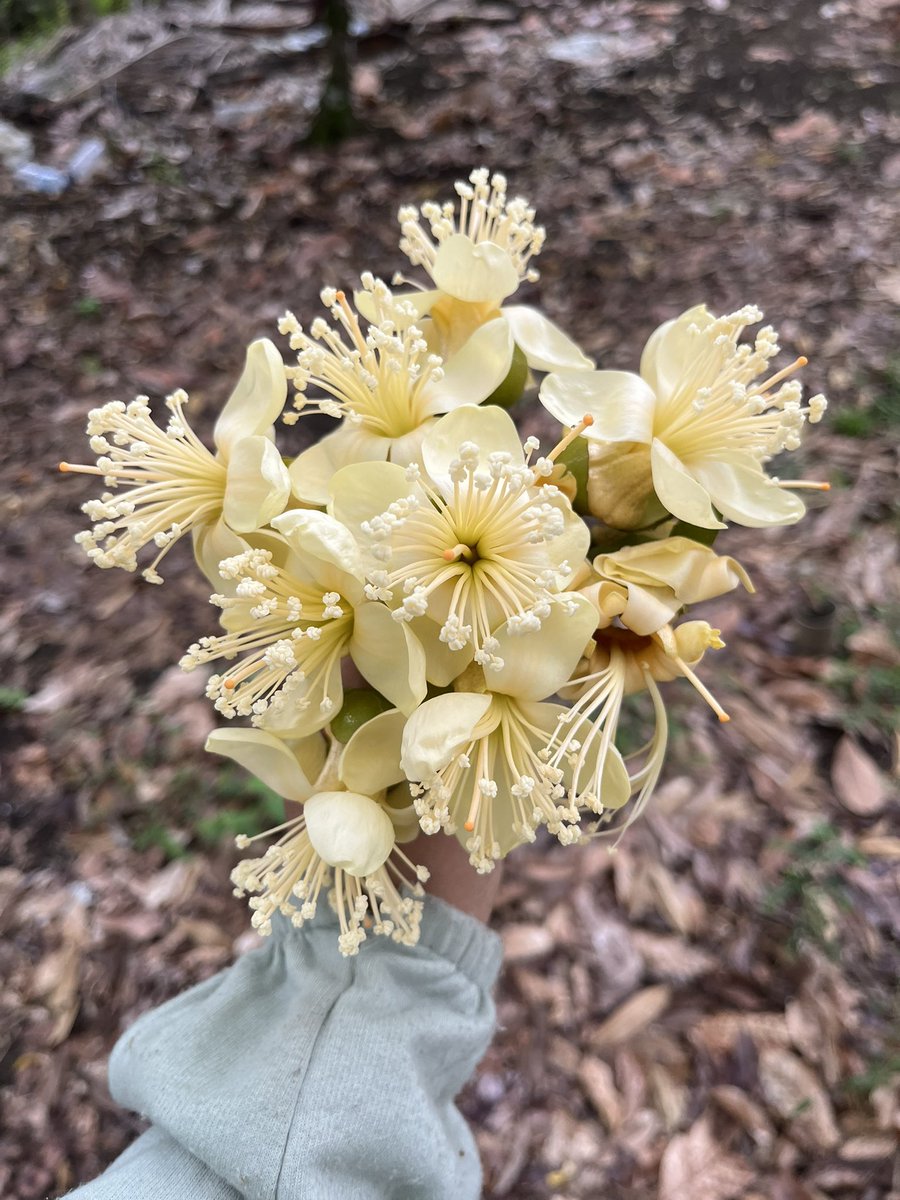 Bunga yang paling wangi 🐝 🐝