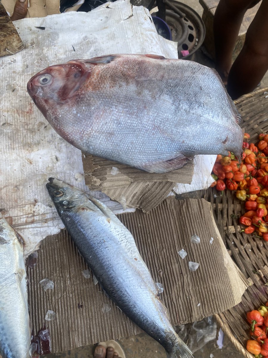 昨日、市場でこの魚を見つけました。その形がとても珍しくて、すごく気になりました。ナイジェリアの道端の市場でこんな魚を見るのは初めてでした。
他の国でも、ナイジェリア（アフリカ）のように道端で魚を売っているところがありますか？