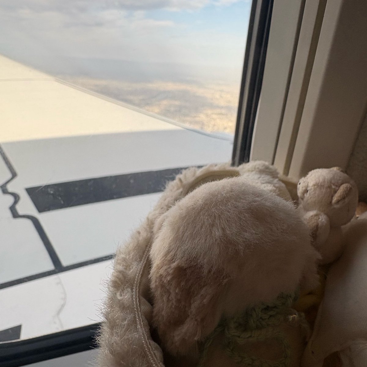 ちいさなえぼしげたち tweet media