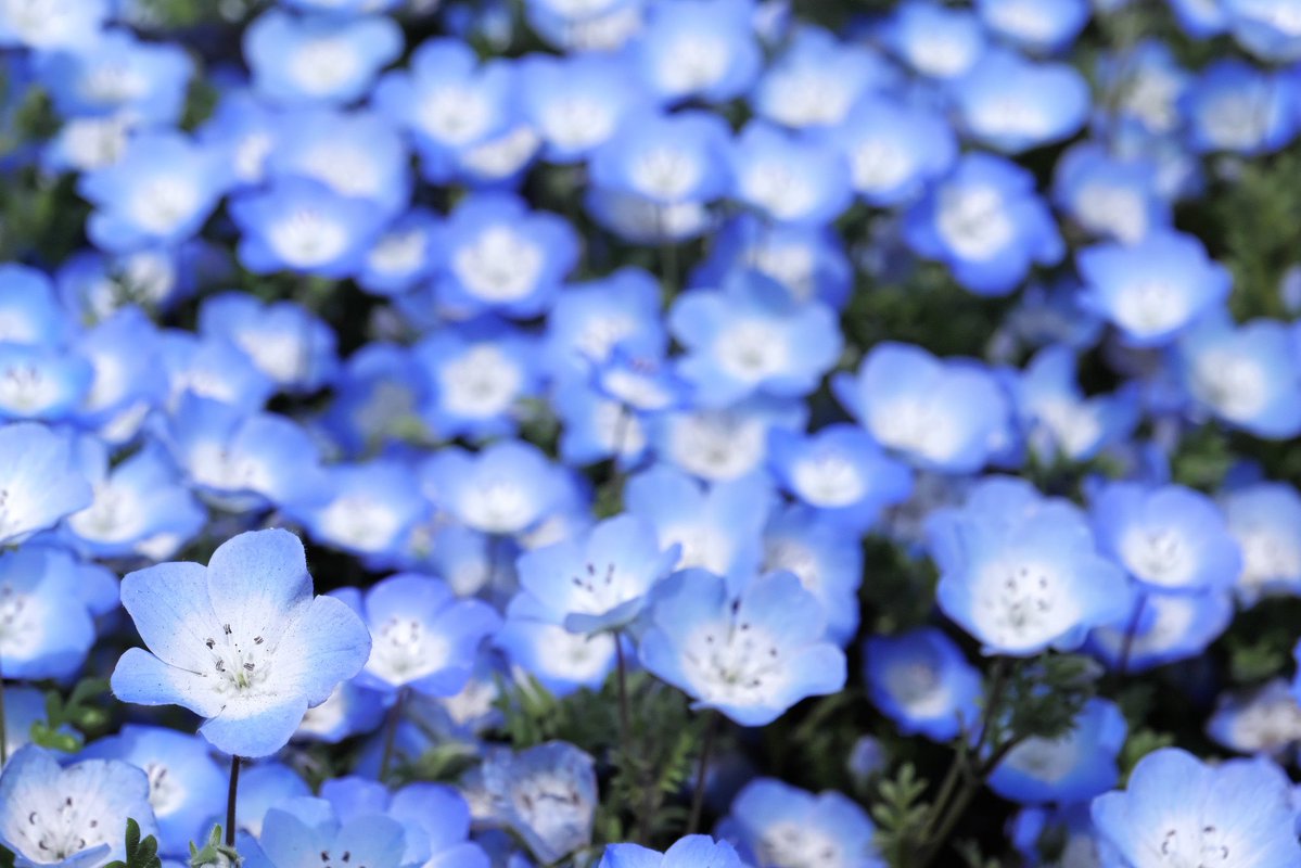 ネモフィラを見てきましたー。
今年は満開の時に行けた。
#キリトリセカイ #ファインダー越しの私の世界