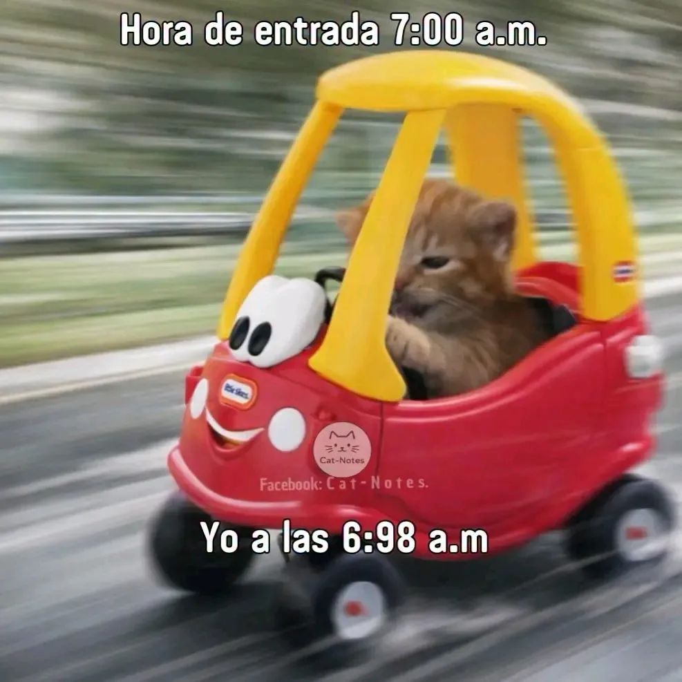 ANIMALITOS SANADORES tweet media