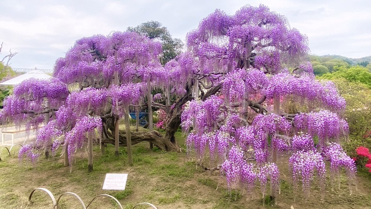 travelroad5's tweet photo. 4月11日～5月20日まで栃木県・あしかがフラワーパークでは、樹齢160年を超える600畳敷きの藤棚を持つ大藤など350本以上の藤が咲き誇る「大藤まつり2026」が開催されます✨

今年は開花が早いため、4月中の来園がオススメです！ https://t.co/bQkrvor7Pb