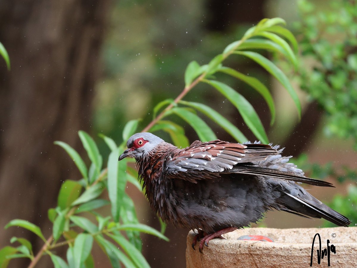 AnjaBSch's tweet image. All clean!
#African #Rock #Pigeon
#photography #nature #birdwatching #goedemorgen