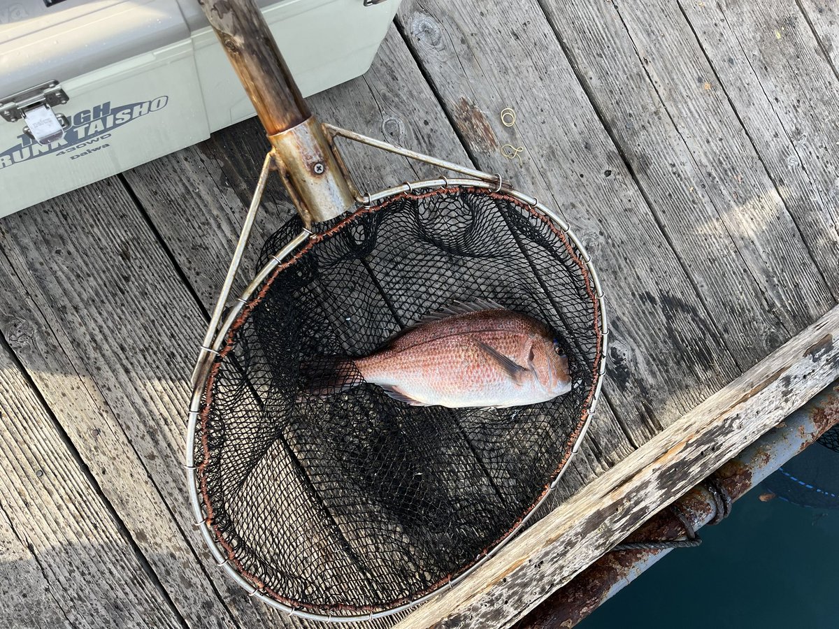 猫和太郎 tweet media