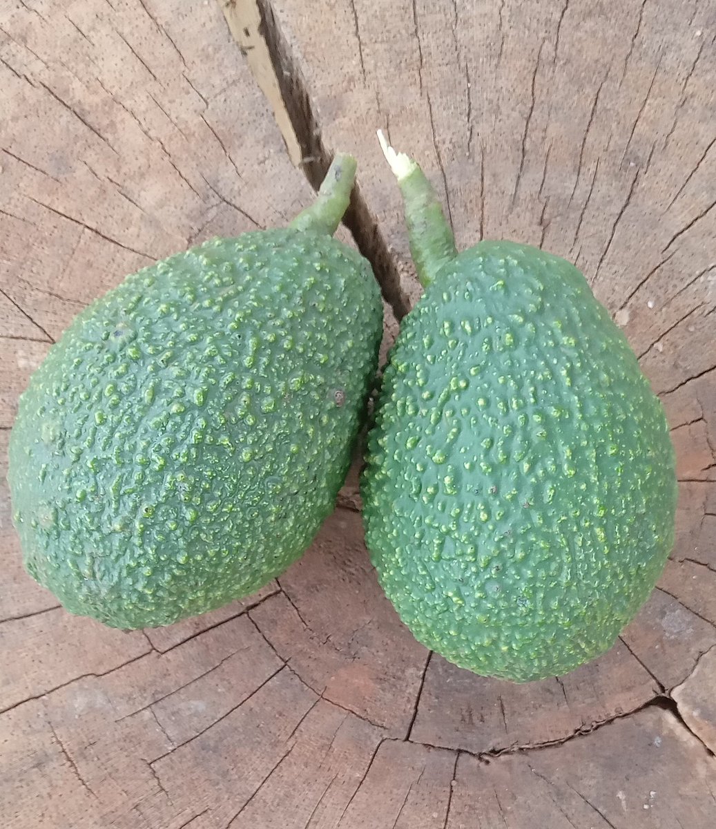 🇰🇪The Rustic Garden tweet media