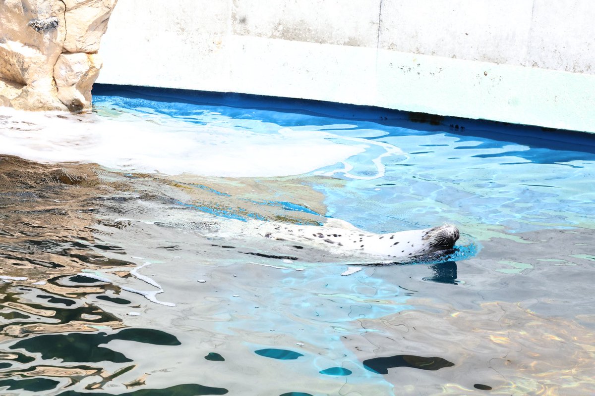 まひろ🦭 tweet media