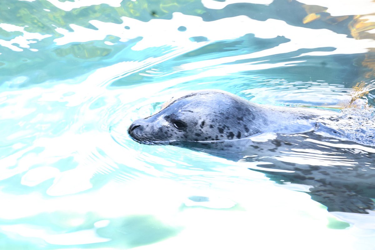 まひろ🦭 tweet media