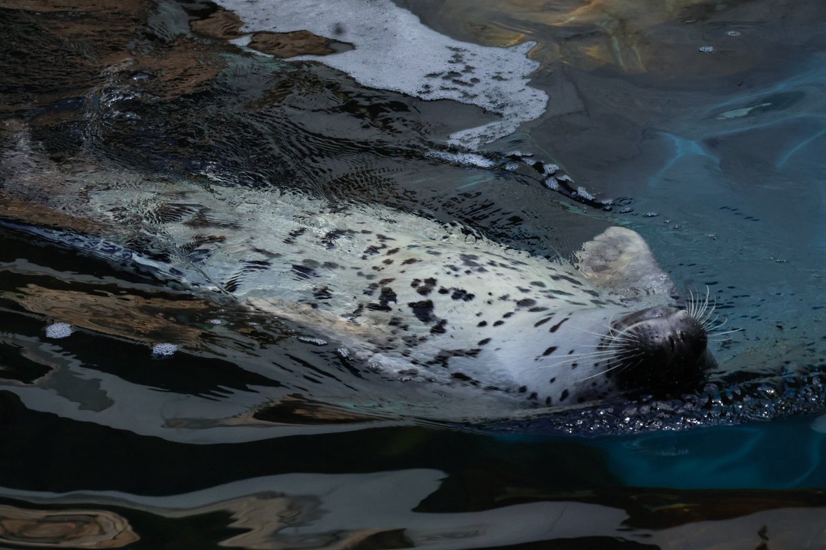 まひろ🦭 tweet media