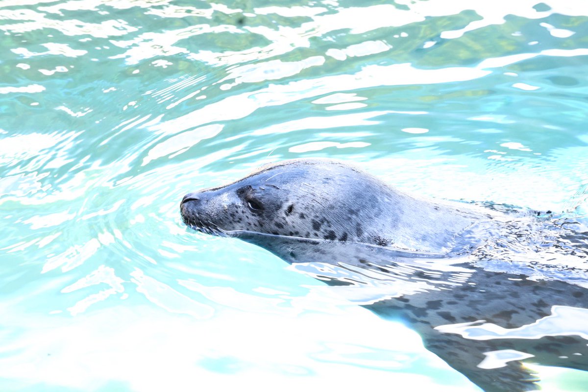 まひろ🦭 tweet media