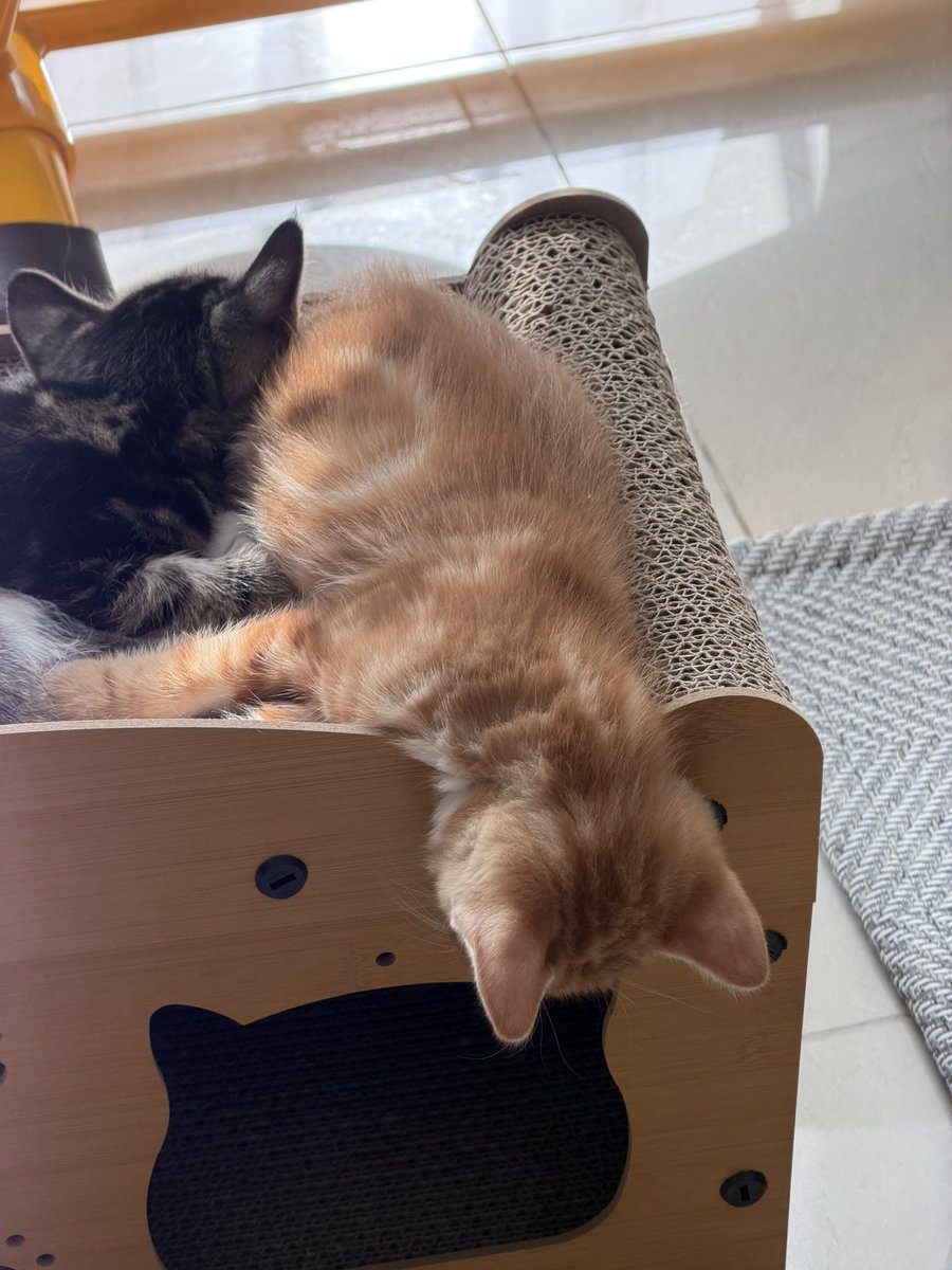 유자 / 깽이들 집사상시모집 tweet media