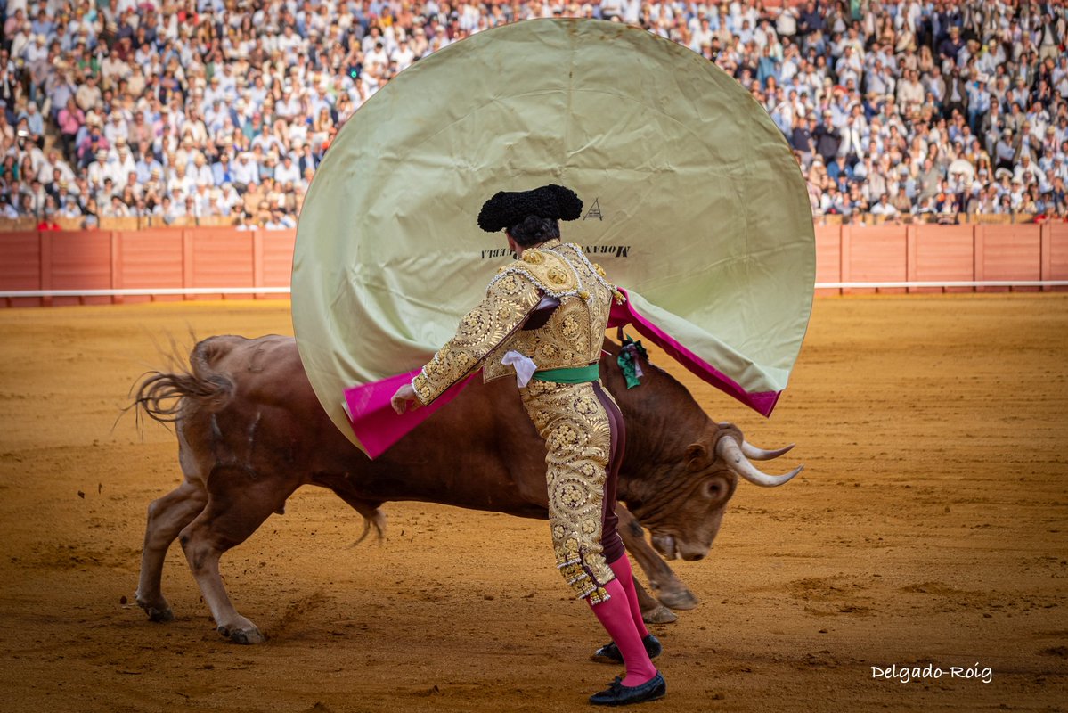 PTorrigiano's tweet image. No soy yo muy taurino, pero la belleza estética de la fiesta es innegable...🐂
📷 @adelgadoroig