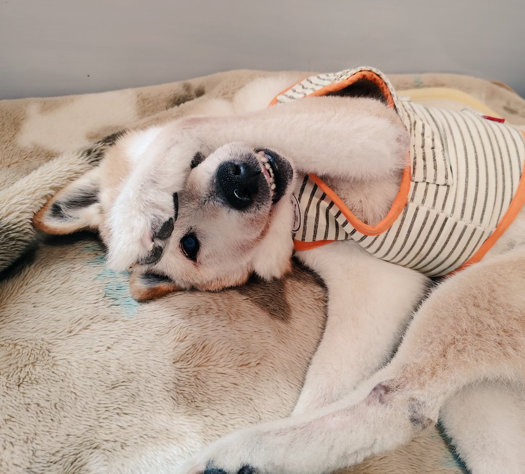 老犬介護ホームろうたす tweet media