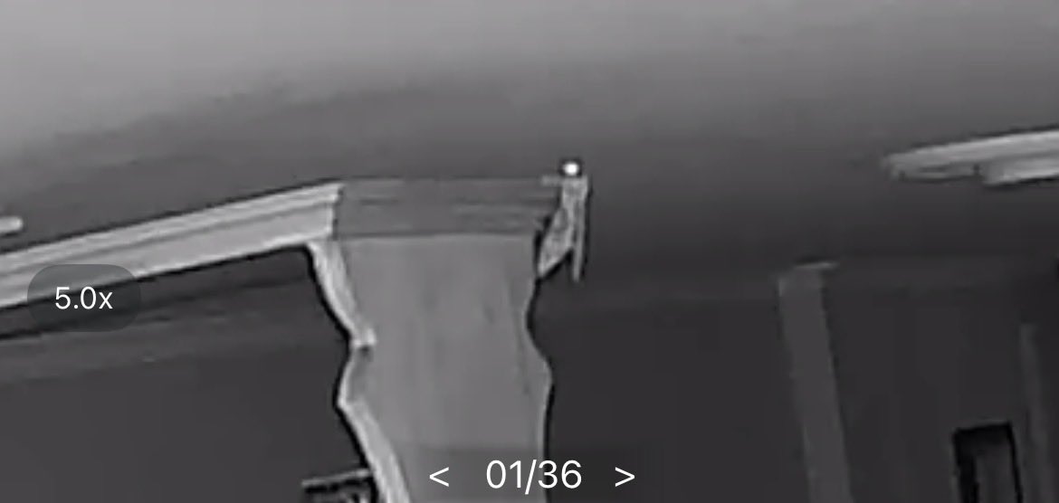 tengo este animal en mi sala y no se como deshacerme de el me estoy muriendo