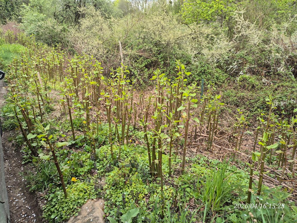 兰德里尼 tweet media