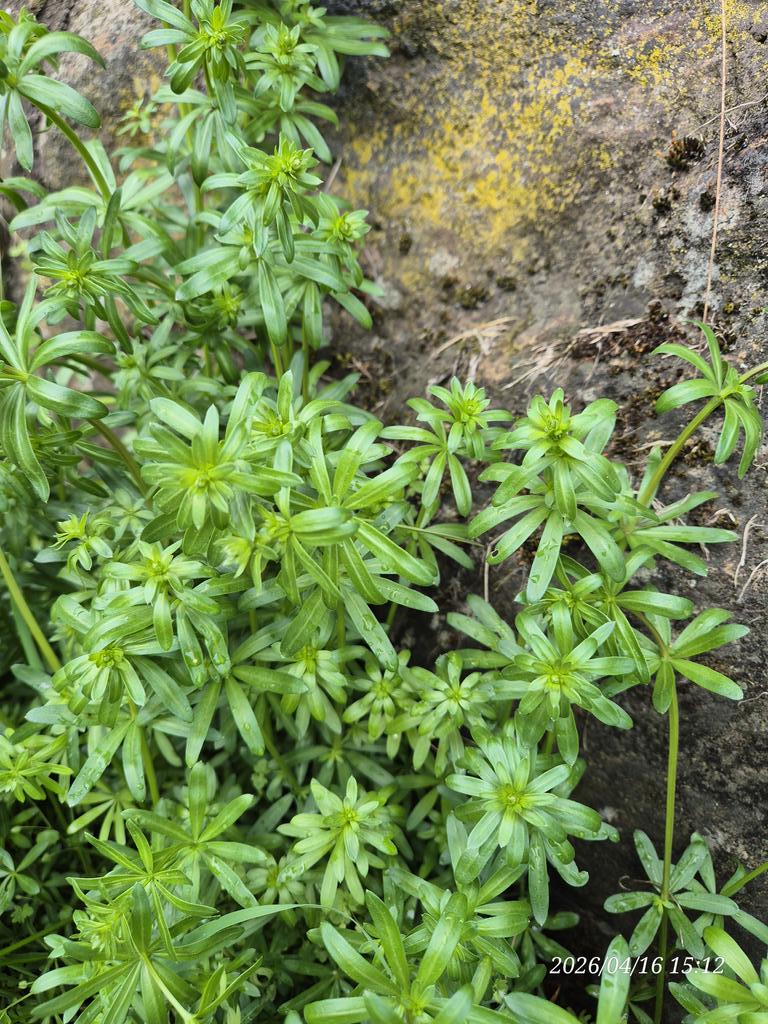 兰德里尼 tweet media