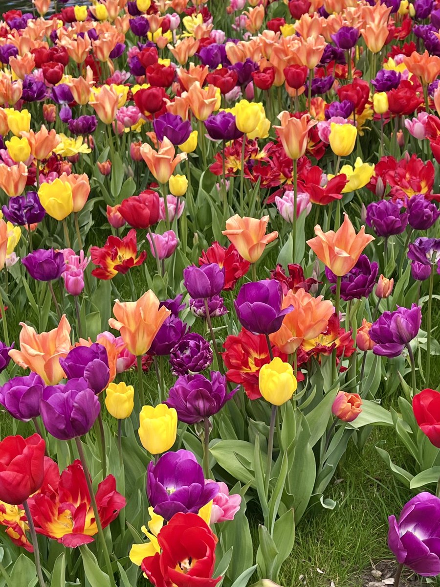 melanie_mjk's tweet image. Starting Saturday with a bright &amp;amp; beautiful Tulip display from RHS Wisley, simply stunning! Happy Saturday everyone! 🌷🌼💐 #Saturdaythoughts #Saturdayvibes #Springflowers #Springtime
