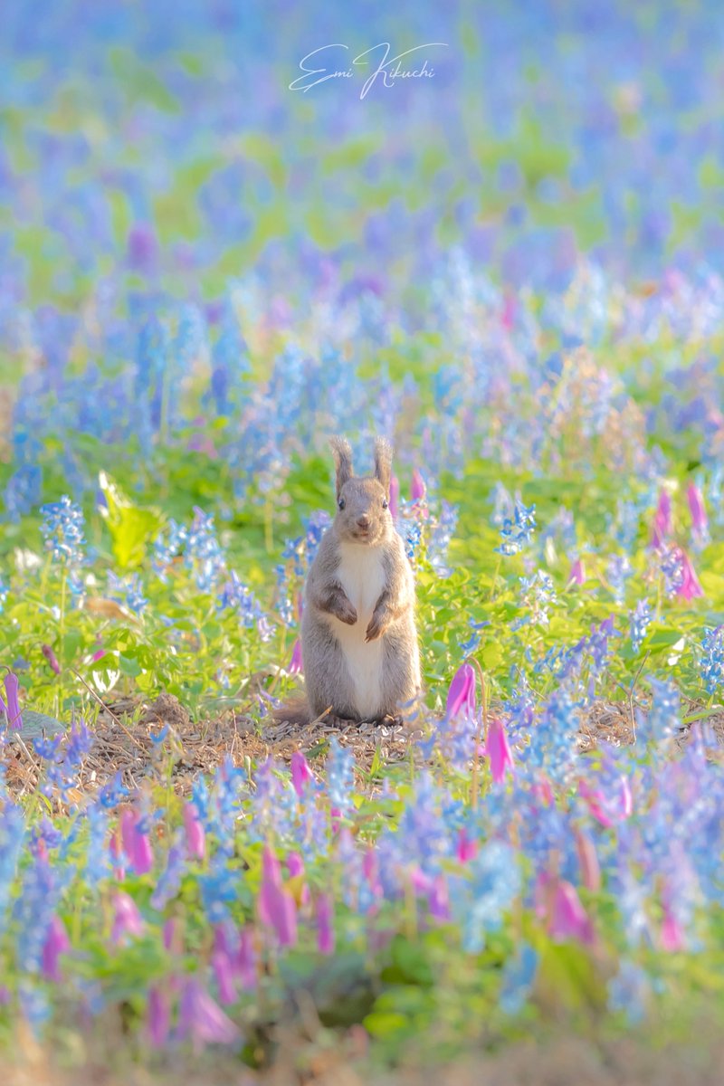 おはよう、森の妖精さん🧚‍♂️

── 2026/04/17 photographing ──

#北海道 #浦臼町 #エゾリス
#Hokkaido #canon