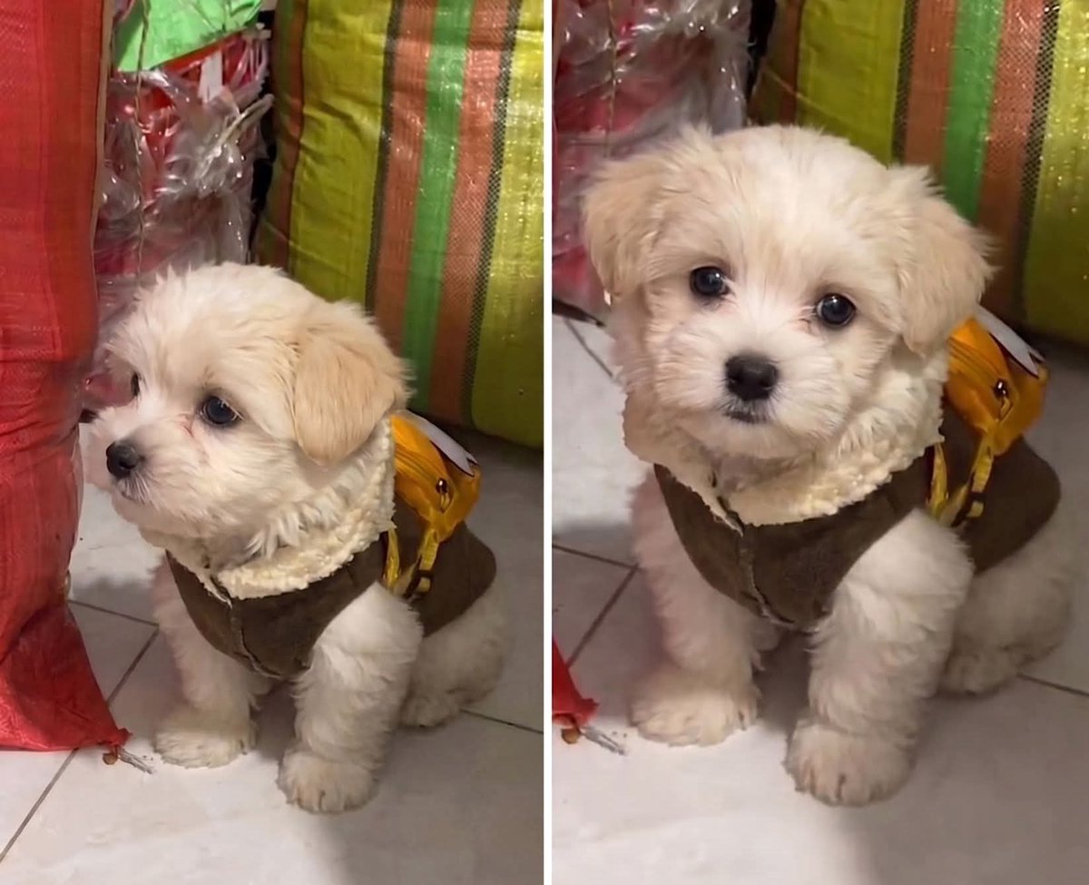 ANIMALITOSSANA's tweet photo. Hoy en el mercado vi algo que me llamó muchísimo la atención.

En un puestito de frutas, la chica que atiende se trajo a su perrito a trabajar con ella. Lo mejor de todo es que el pequeño estaba sentadito, súper educado, con su chalequito y una mochilita amarilla bien puesta, acompañándola.

Llamaba la atención de todo el mundo. Literalmente, toda la gente que pasaba por ahí se detenía a mirarlo; era demasiada ternura.

Detalles así te alegran el día y te confirman que los perritos son, sin duda, los mejores compañeros… incluso para ir a la chamba.