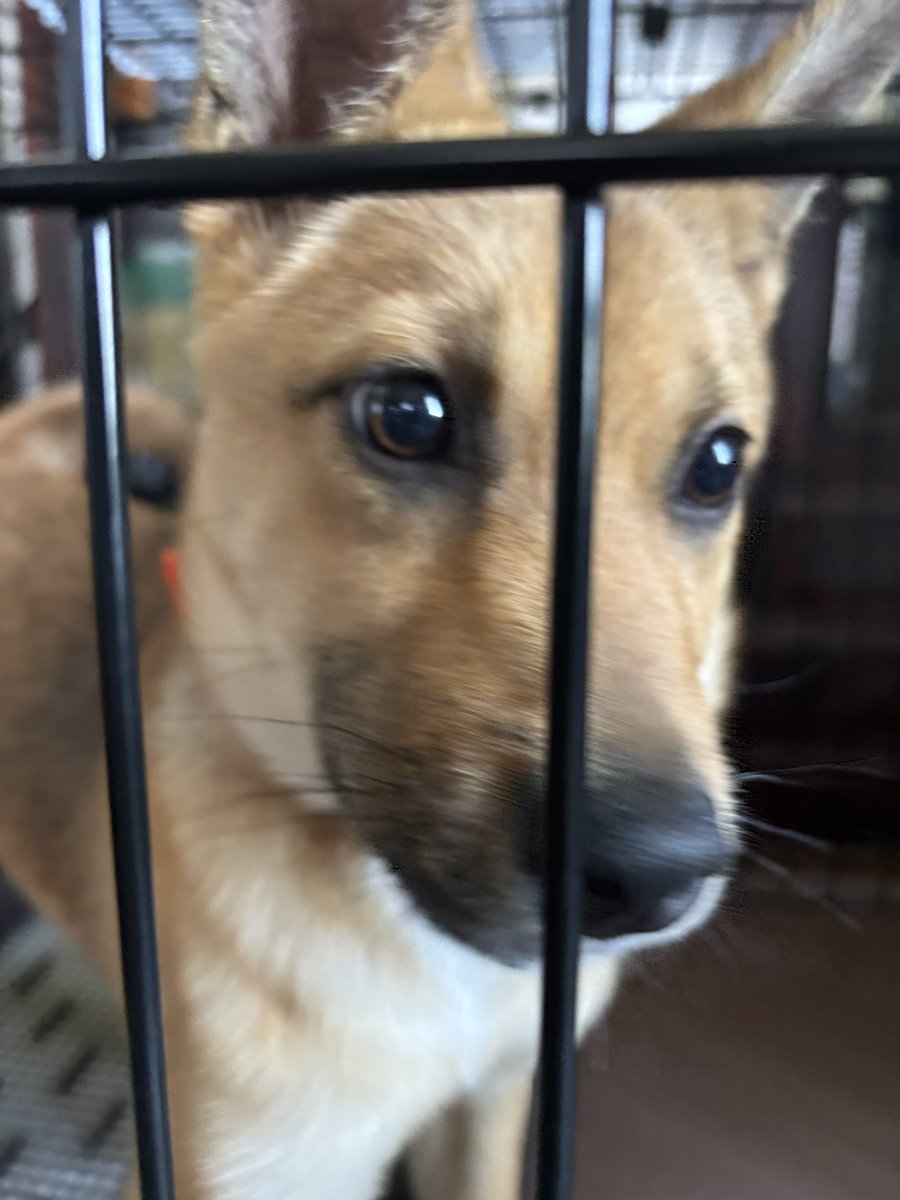 きのこりあん@ハンターになりたい人 tweet media