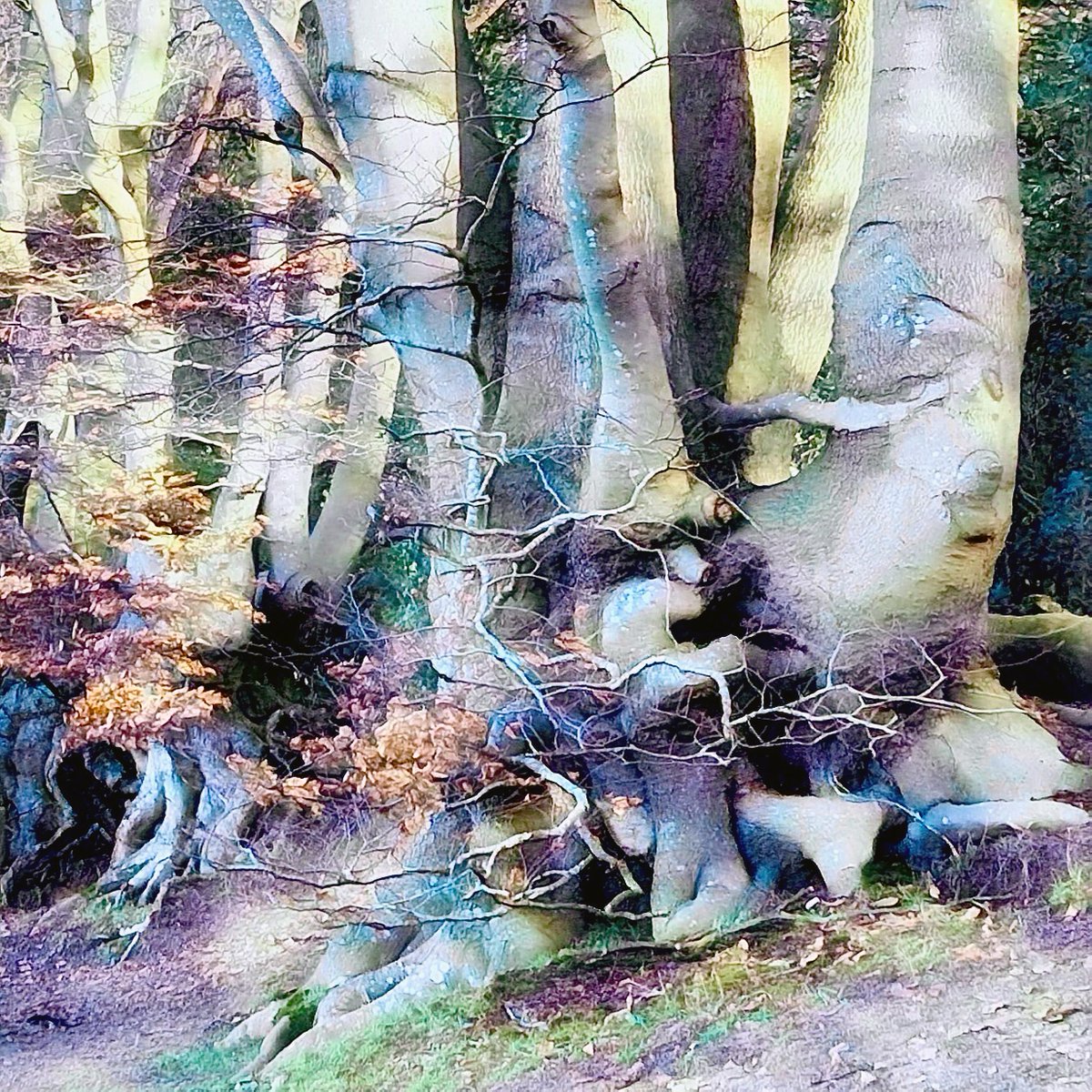 RuthMcDonald1's tweet image. It's a mass of stumps new growth and flowers in the woods at the moment - all the signs of Spring 
#Saturday #woodland #painting #paintingwoodland #woodlandart #flowers #pretty #colourful #newgrowth