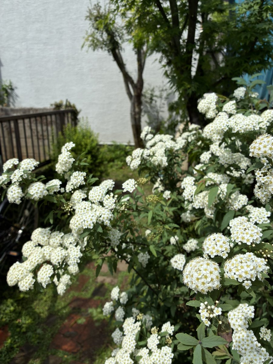 tsuga11furo's tweet photo. 庭の植物たちの勢いを感じる季節到来 https://t.co/6zfRlVu6sC
